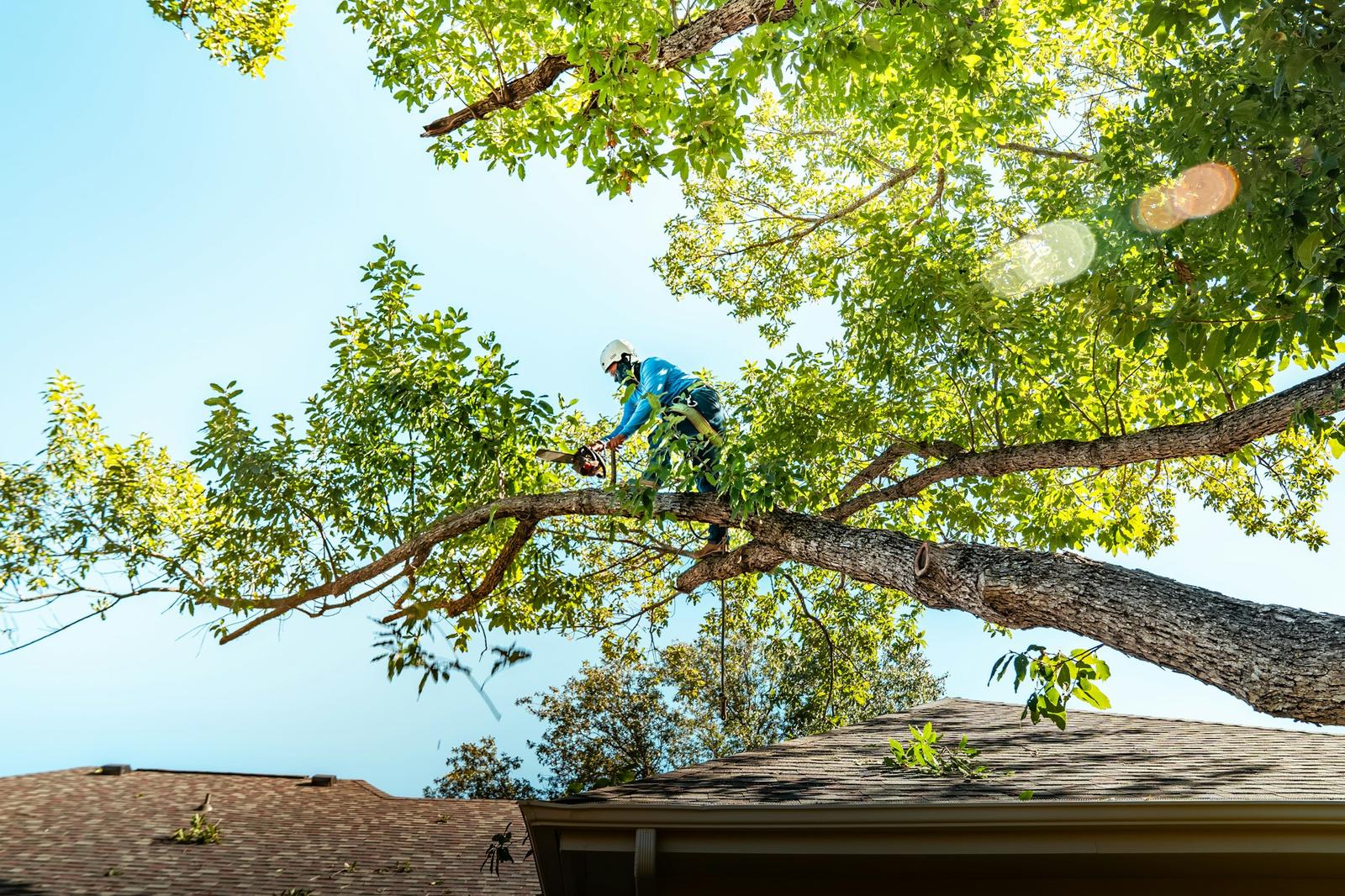Tree worker trimming a large limb that hangs over a house roof